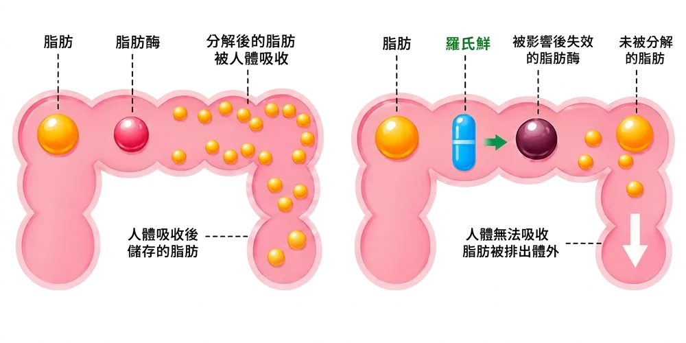 羅氏鮮工作原理
